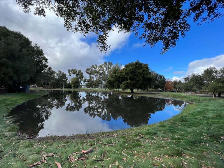 Picture of a large, green open space with water collected in the middle, surrounded by trees.
