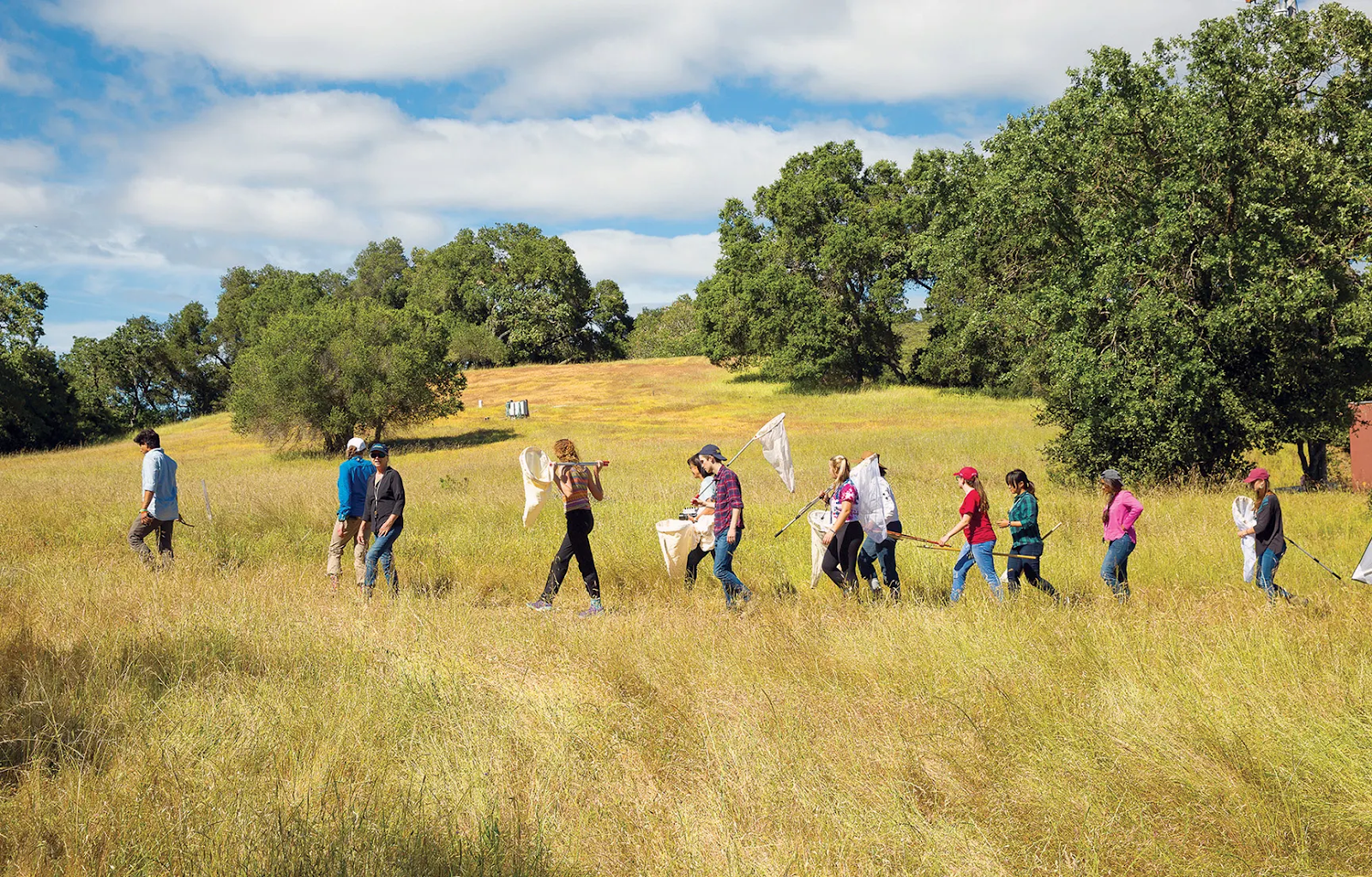 Students doing field research holding nets at Jasper Ridge Biological Preserve