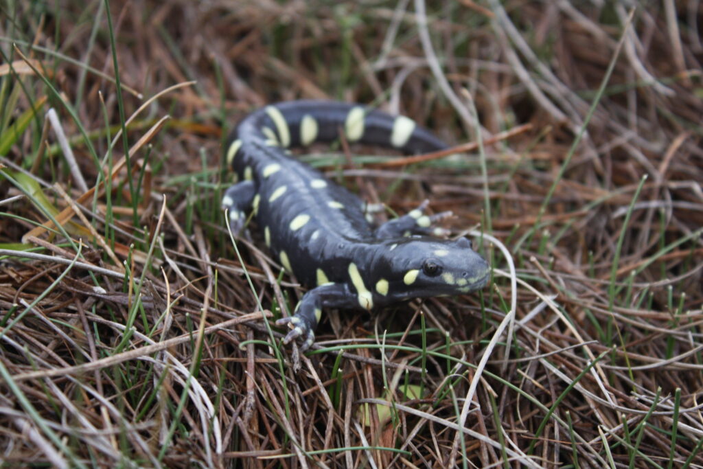 Salamander in a field