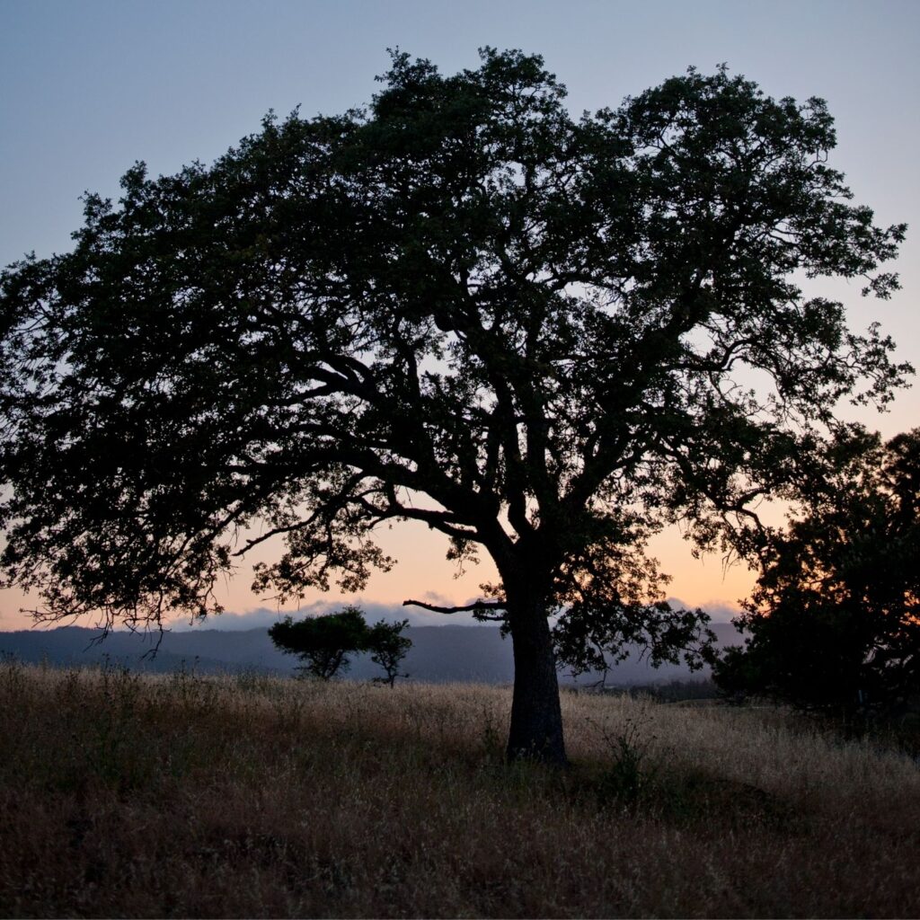 Tree with a pink sunset in the background