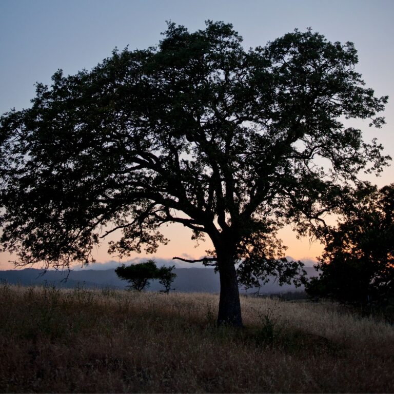 Tree with a pink sunset in the background