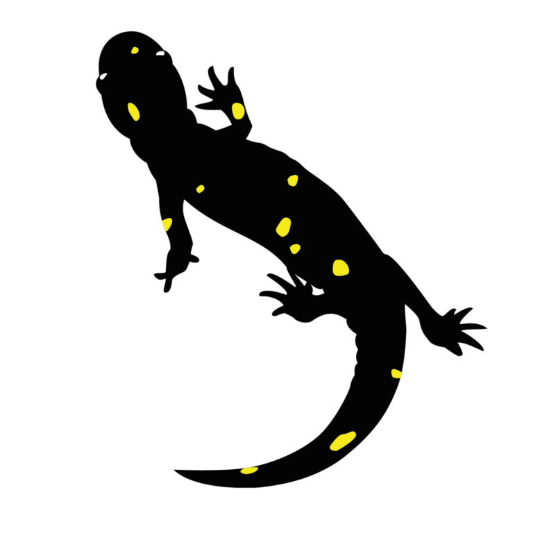 Graphic of black salamander with yellow spots