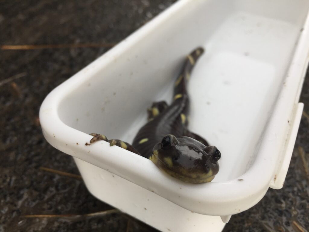 Salamander peeking its head out of a white bucket
